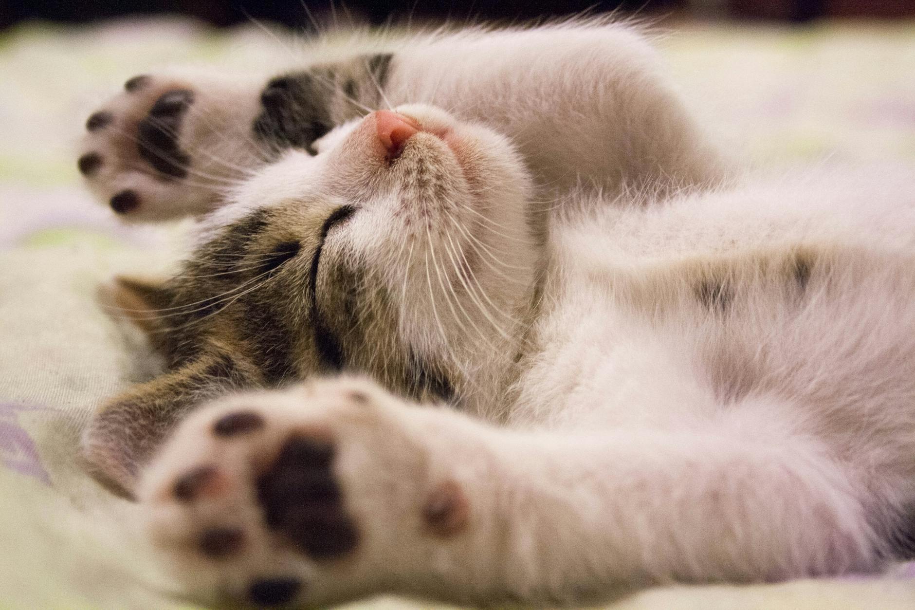 To those who wish I’d post more cat pictures